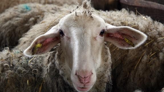Una oveja en un rebaño de Álava.