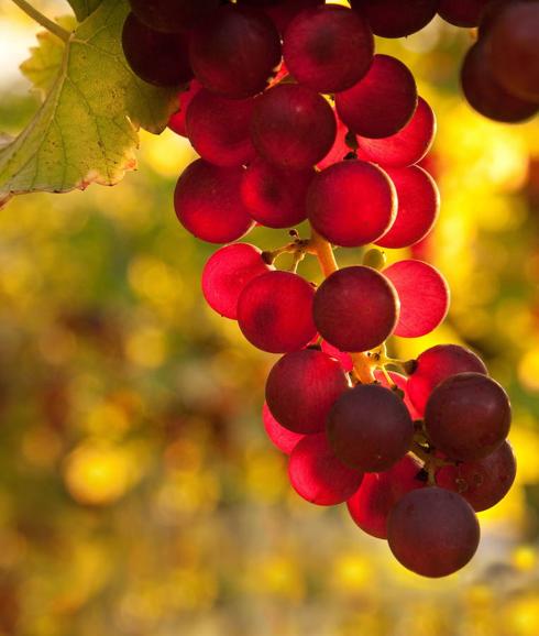 Las uvas son uno de los alimentos que contienen resveratrol. 