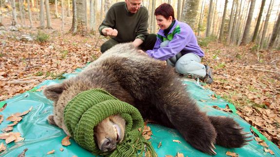 Un cazador y una veterinaria ponen un tranquilizante a un oso en los bosques de Masun, en Eslovenia.