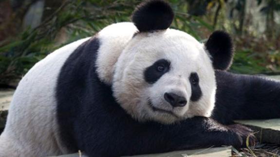 Un oso panda.