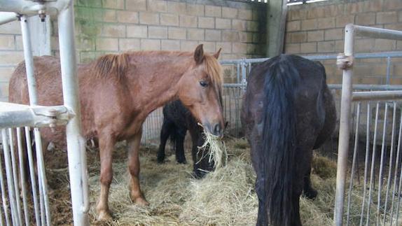 Caballos en un matadero.