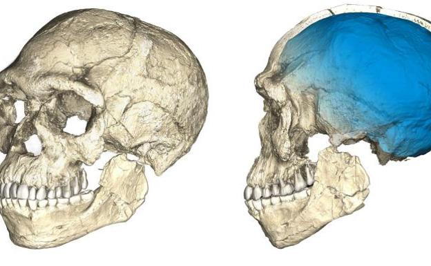 Recreación del cráneo fósil de un homo sapiens.