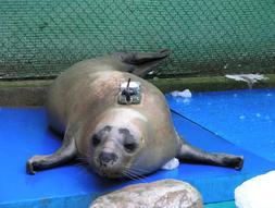 La foca Sáhara lleva un transmisor via satélite adosado. / DM