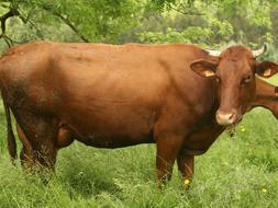 Vaca pasiega, raza autóctona