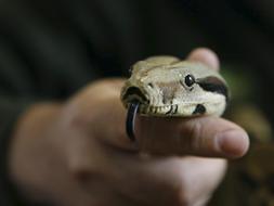 Capturada una boa constrictor por el centro de Santander