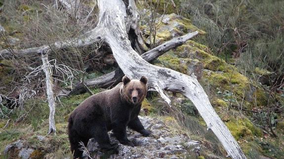 Ejemplar de macho de oso pardo cantábrico en Liébana