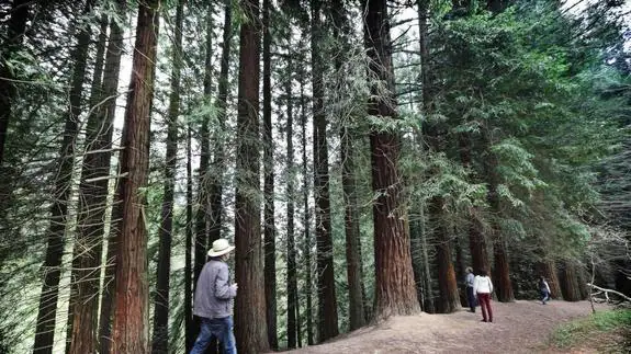 Un bosque de árboles gigantes en Cabezón de la Sal | El Diario Montañes