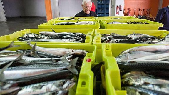 El pescado y marisco de la zona oriental tendrá su propia marca: "Pescalonja: tradición marinera"