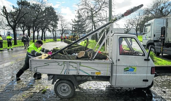 Los operarios de Parques y Jardines se encargan de la poda de los árboles del parque de La Marga.