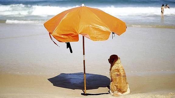 La iniciativa 'petfriendly' ofrece alternativas vacacionales con la mascota.