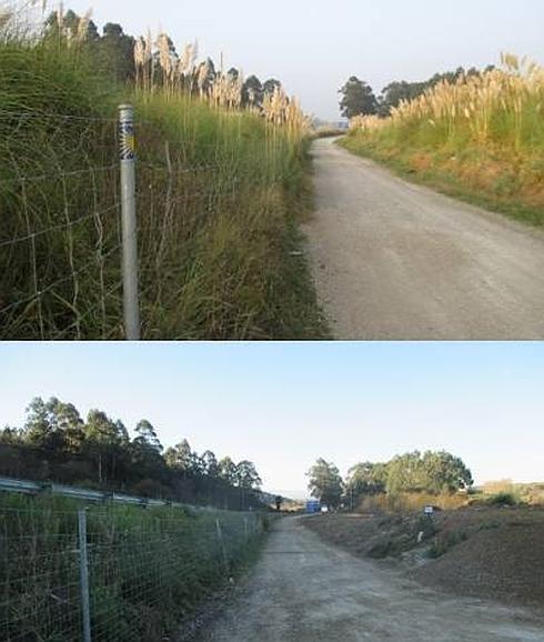 Antes y después de la eliminación de plumeros en un tramo del Camino de Santiago a su paso por Piélagos.