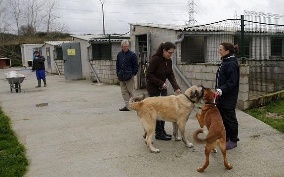 El refugio canino de Torres, situado en Torrelavega, se encarga de tramitar adopciones de perros para que tengan un hogar. 