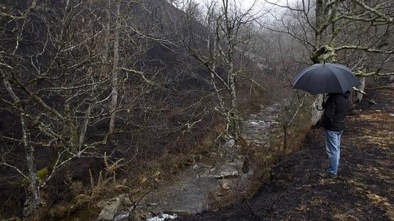 Zona del arroyo Huzmeana, en Cabuérniga, afectada por incendios forestales