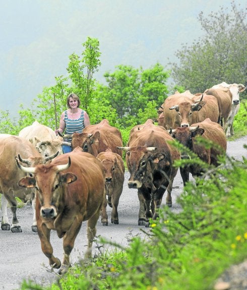 Cantabria, un territorio de vacas: tradición y pastos