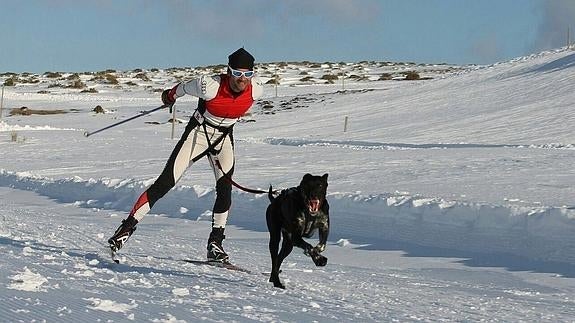 Gutiérrez Cuevas corre tirado por 'Congo' en una de las jornadas en Baqueira Beret.