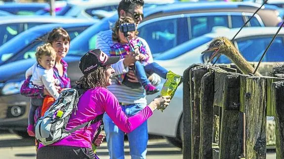 Una visitante acerca comida a una de las avestruces de Cabárceno.