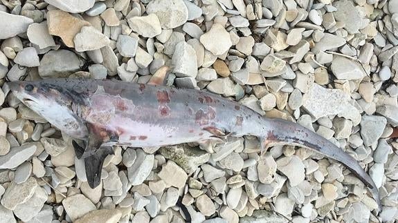 Fotografía tomada ayer en La Maruca.