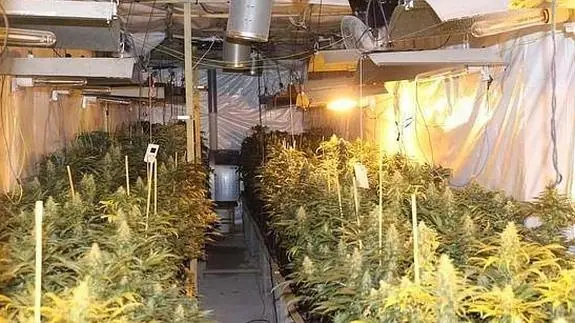 Los inquilinos de Magdalena montaron un invernadero con 232 plantas de marihuana en el pajar de la vivienda.