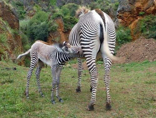 Nace una cebra de Grévy en Cabárceno