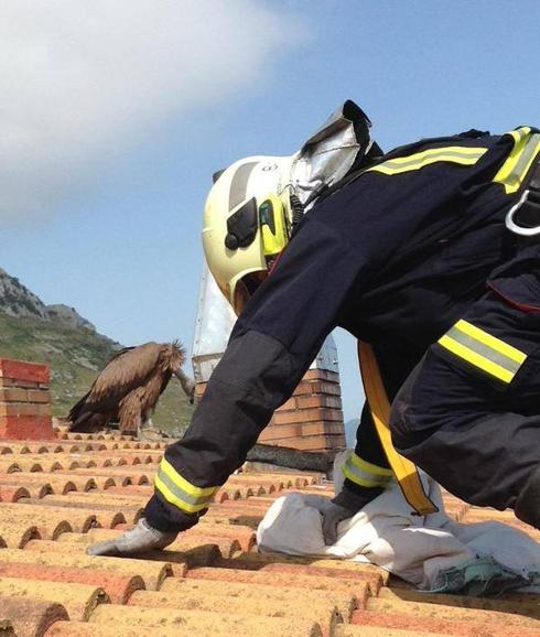 Un bombero de Castro acude a rescatar a un pollo caído en un tejado.