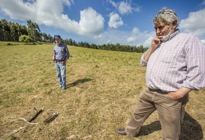 Regato, en el prado donde «cerca de 200 buitres» mataron a una de sus vacas y a su cría. Junto a él, su vecino Jesús Mazpulez. 