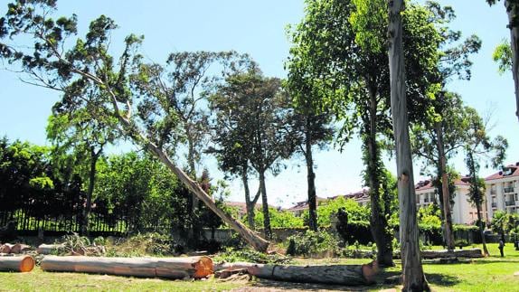 Se van a talar los 25 eucaliptos existentes y dos acacias, dejando únicamente los árboles que sean autoctónos.