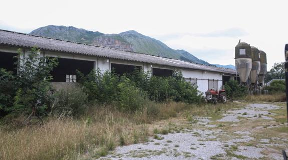 Ganadería decretará el cierre de la estabulación de Barros donde aparecieron muertas 21 vacas