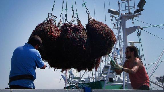 Descarga de algas en el puerto de San Vicente.