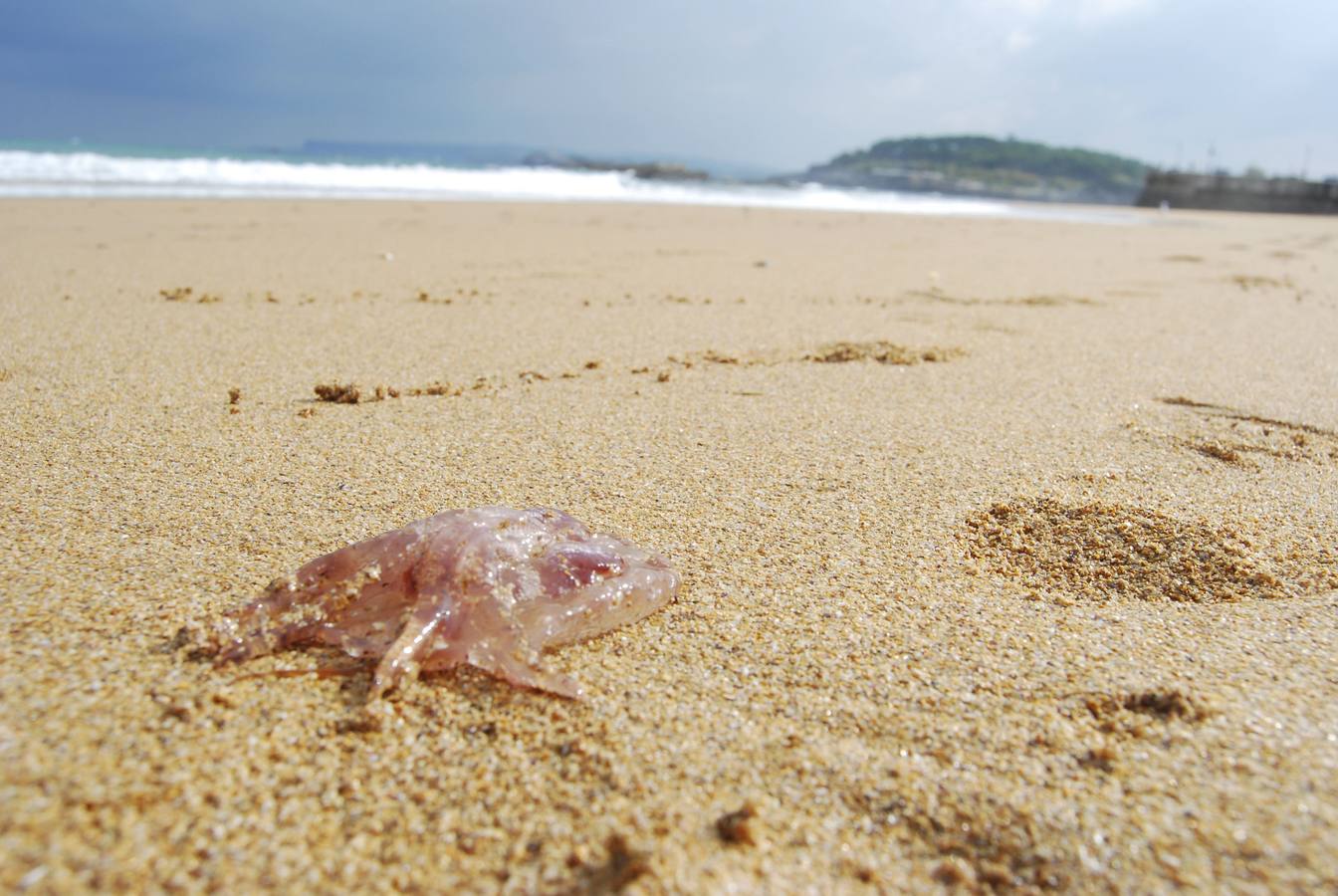 Medusas en la playa de El Sardinero de Santander.