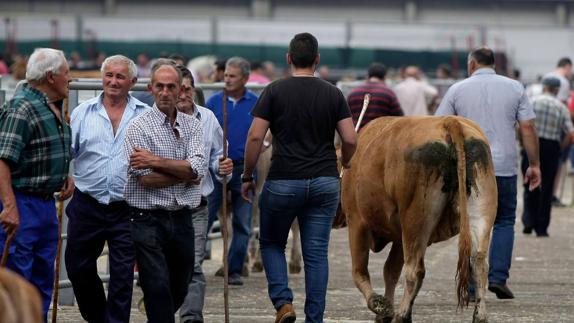 Ganaderos con sus reses en la primera sesión de la feria de Torrelavega celebrada ayer. 