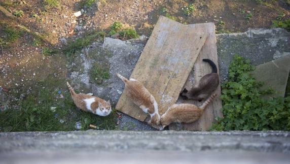 Gatos callejeros.