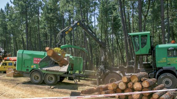 Máquinas cargando varios troncos de madera.