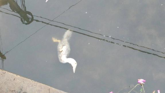 Los vecinos se encontraron a los patos muertos en el río de Novales.