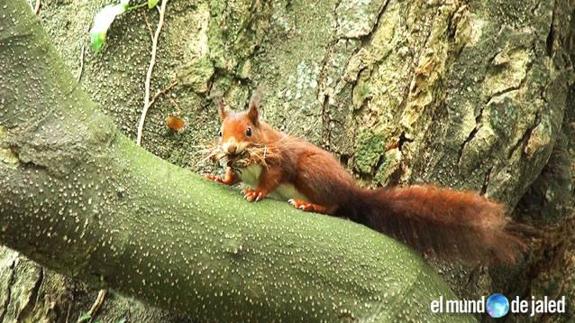 Una ardilla roja correteando y jugando por los árboles. 