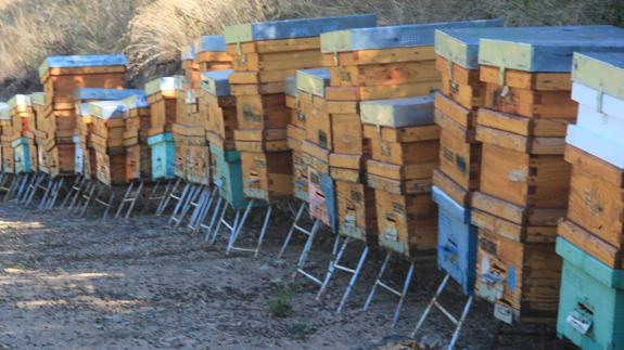 Colmenar en el que han aparecido muertas las abejas.