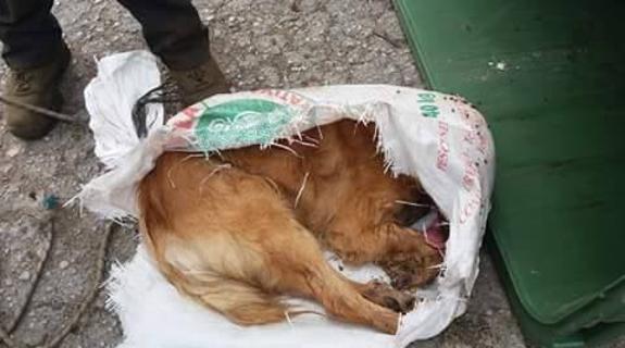 Momento en el que los operarios encontraron al animal.