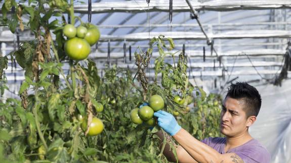 Joven agricultor en un invernadero de Gama.