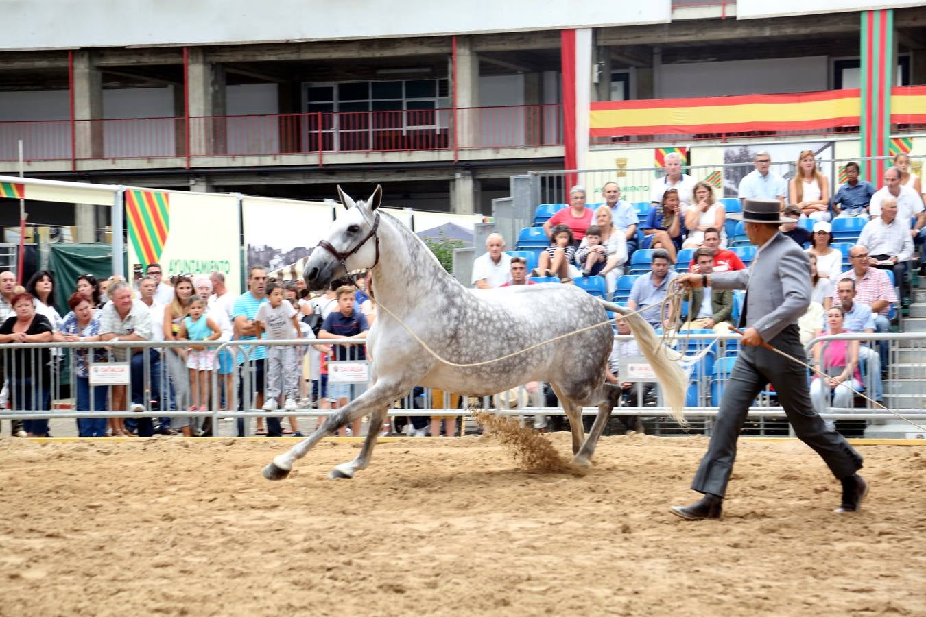 Uno de los caballos participantes, en plena prueba del Concurso Morfológico de Torrelavega