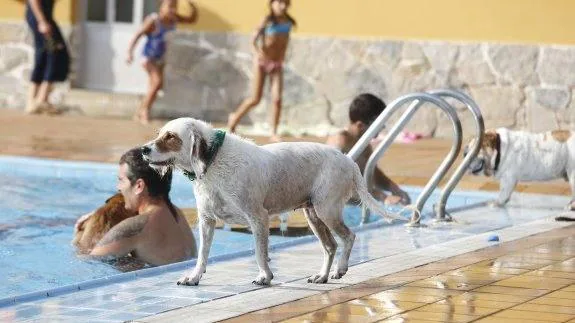 Los animales podrán disfrutar de un baño junto a su dueños, siempre y cuando tengan su calendario de vacunas al día.