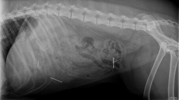 Radiografía de Bella, después de comer la salchicha con alfileres.