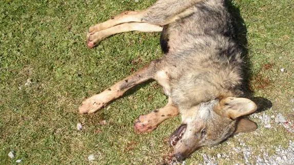 Lobo muerto en una batida en Tresviso.