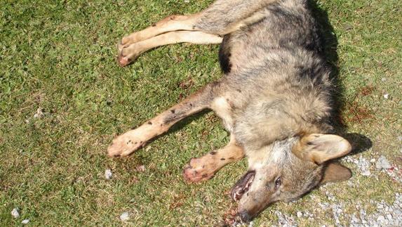 Lobo muerto en una batida en Tresviso.