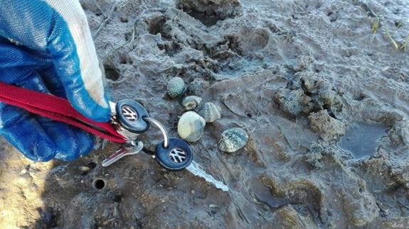 Las almejas en la playa de Pedreña tienen ya un "buen" tamaño.