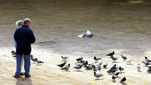 Alimentar a las palomas está totalmente prohíbido, recuerdan los populares