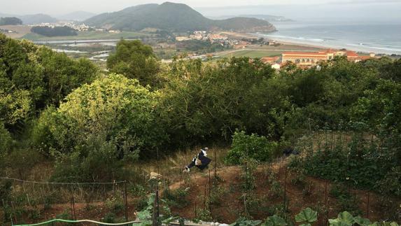 Esta es la zona en la que proponen plantar viñedos.