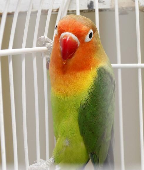 Vuelven los pájaros mutantes al ferial