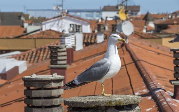 La numerosa población de gaviotas se ha convertido en un problema en Santander.