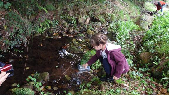 Una niña echa al agua del río La Fuentuca algunos alevines de las anguilas.