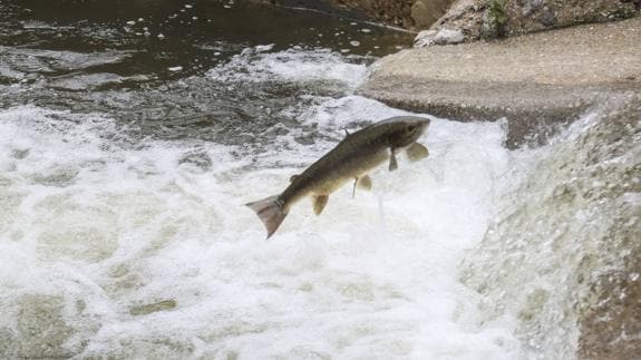 Los salmones ya se encuentran en las zonas altas de los ríos, listos para el desove