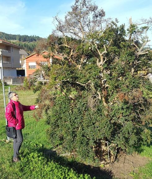 Isabel Fernández Quijano, concejala de Medio Ambiente, junto al arrayán, único ejemplar en Cantabria.